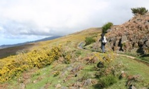 Madeira levada